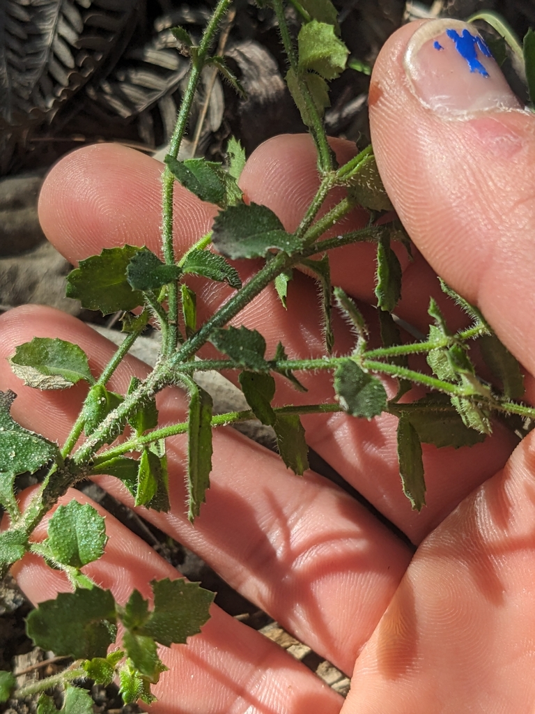 Raspwort from Royal National Park Station, Royal Nat'l Park NSW 2233 ...