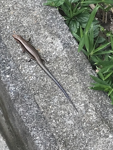Japanese Skink, Plestiodon japonicus