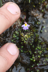 Utricularia striatula