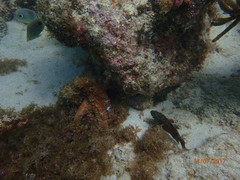 Epinephelus guttatus