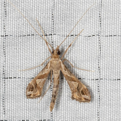 Lineodes integra