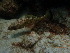 Epinephelus guttatus
