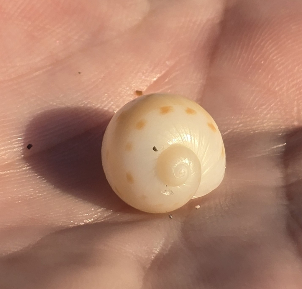 Florida Moonsnail