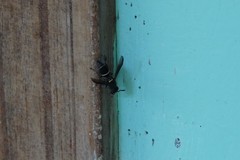 Polybia occidentalis