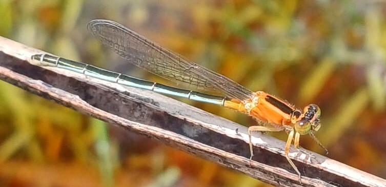Tropical Bluetail