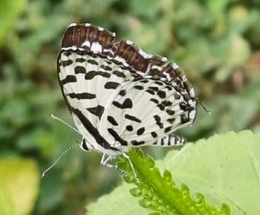 Common Pierrot