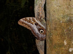 Caligo idomeneus