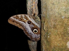 Caligo idomeneus