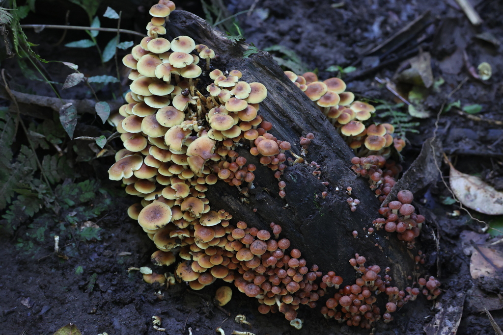 Hypholoma fasciculare · June 2025 · photo: © andrewholle (iNaturalist, CC)