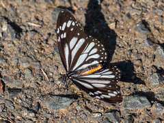 Danaus melanippus edmondii
