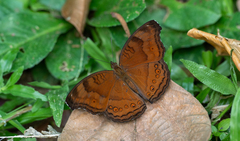 Junonia hedonia