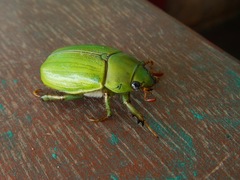 Pelidnota prasina