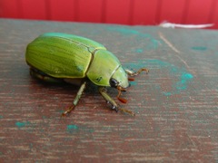 Pelidnota prasina