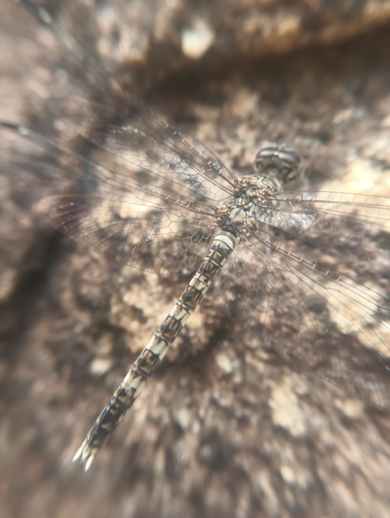 Indian Rockdweller