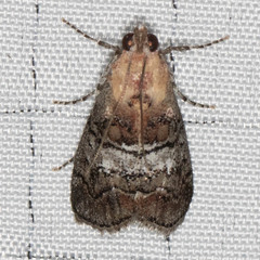 Pococera maritimalis