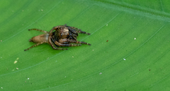 Salticidae