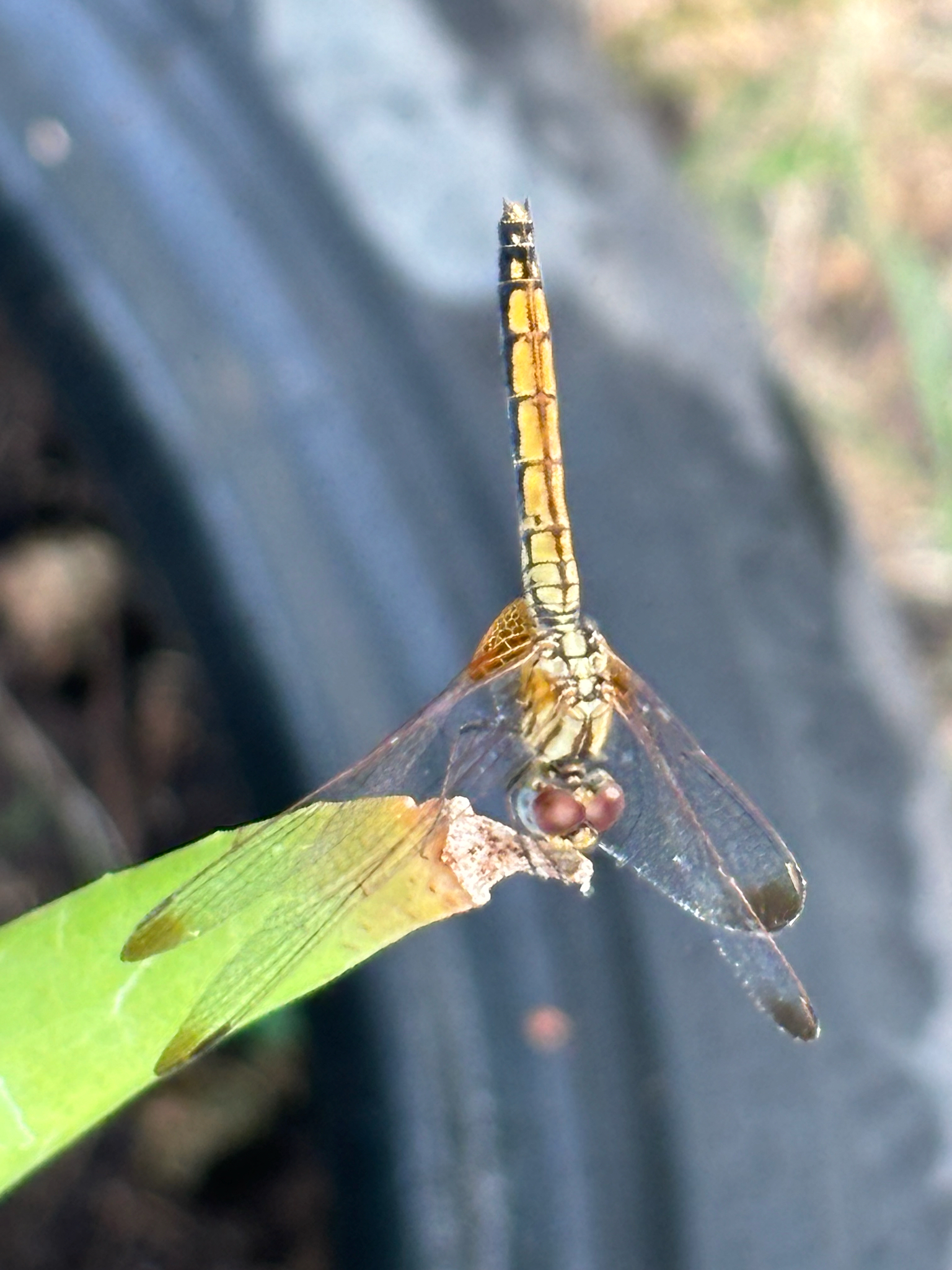 Crimson Marsh Glider