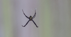Argiope