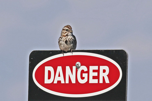 Song Sparrow photographed in Maryland