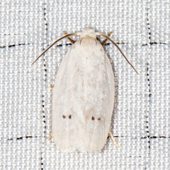 Antaeotricha albulella