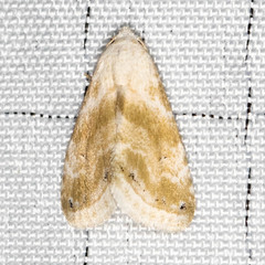 Eublemma minima