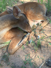 Odocoileus virginianus virginianus