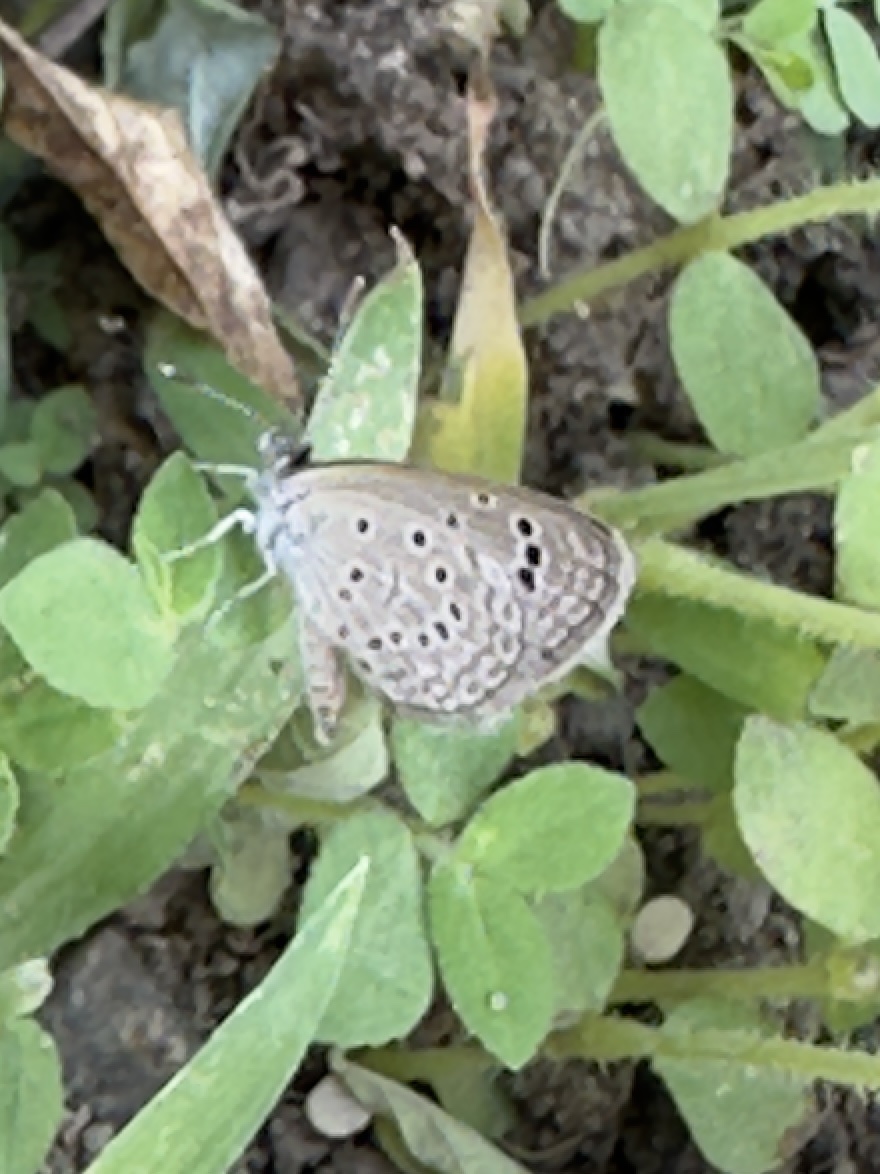 Dark Grass Blue