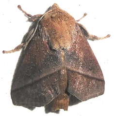 Quasithosea obliquistriga