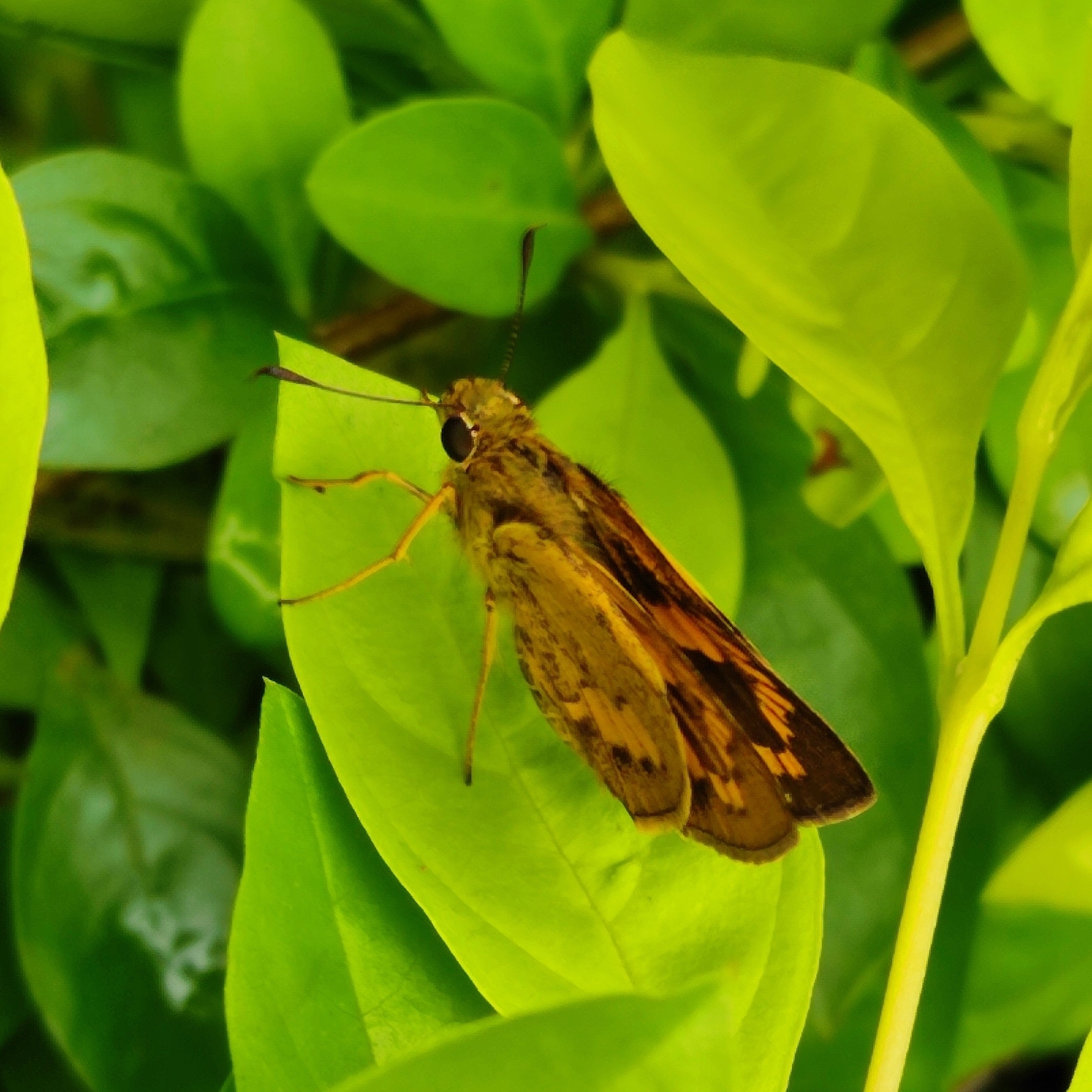 Dark Palm-Dart