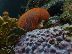 Polycitor giganteus
