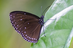 Euploea klugii