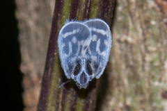 Borysthenes suknanicus