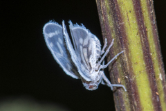 Borysthenes suknanicus