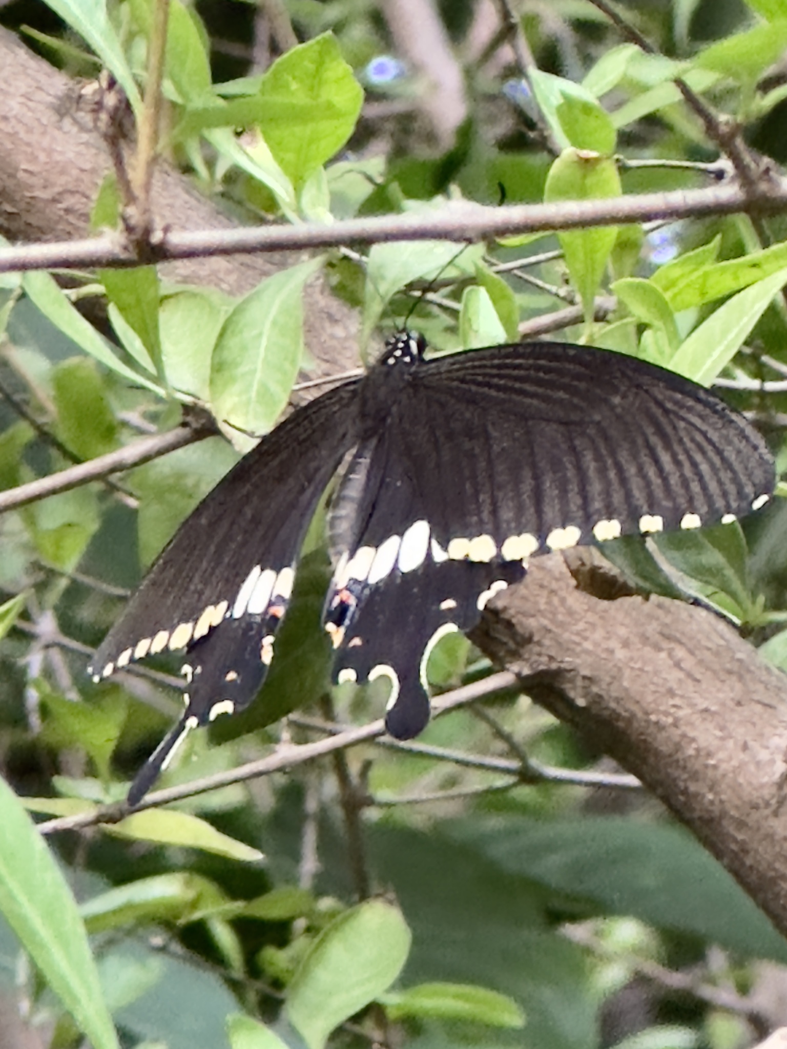Common Mormon