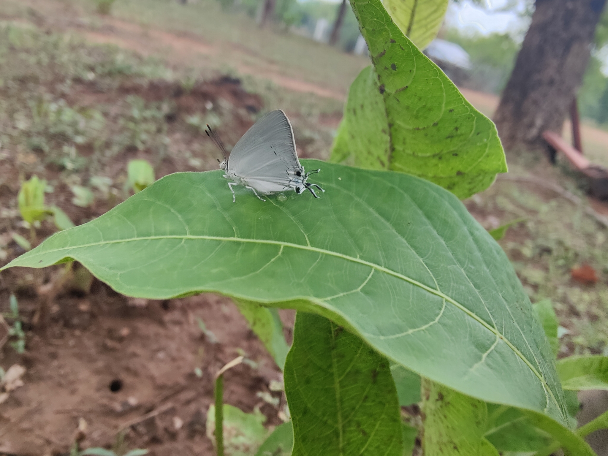 Plains Blue Royal