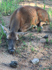 Odocoileus virginianus virginianus