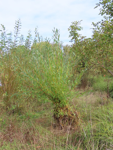 Salix lasiandra var. caudata