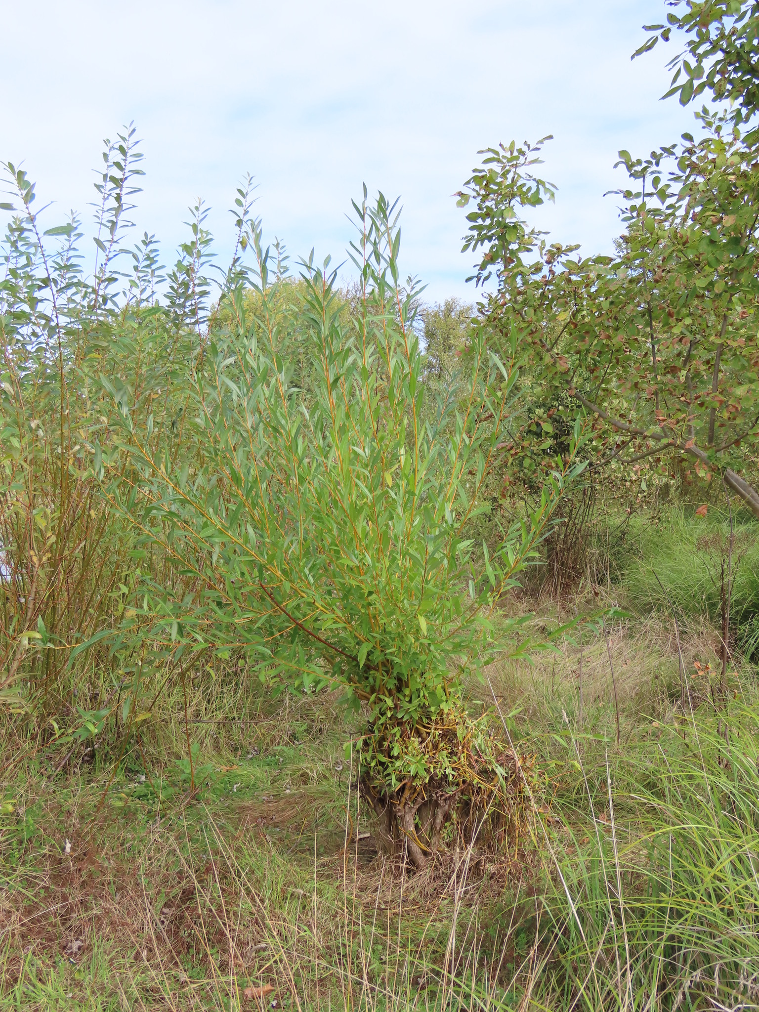 Salix lasiandra var. caudata