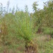 Salix lasiandra caudata - Photo (c) Barbara L. Wilson, algunos derechos reservados (CC BY-NC), subido por Barbara L. Wilson