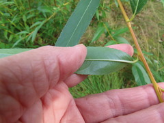Salix lasiandra caudata