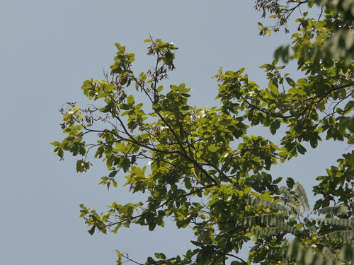 Shorea robusta, photograph 5