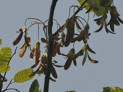 Shorea robusta, photograph (c) Sagnik Dutta Roy, some rights reserved (CC BY)