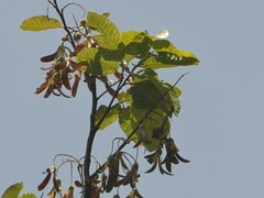 Shorea robusta, photograph (c) Sagnik Dutta Roy, some rights reserved (CC BY)