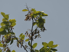 Shorea robusta, photograph (c) Sagnik Dutta Roy, some rights reserved (CC BY)