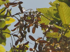 Shorea robusta, photograph (c) Sagnik Dutta Roy, some rights reserved (CC BY)