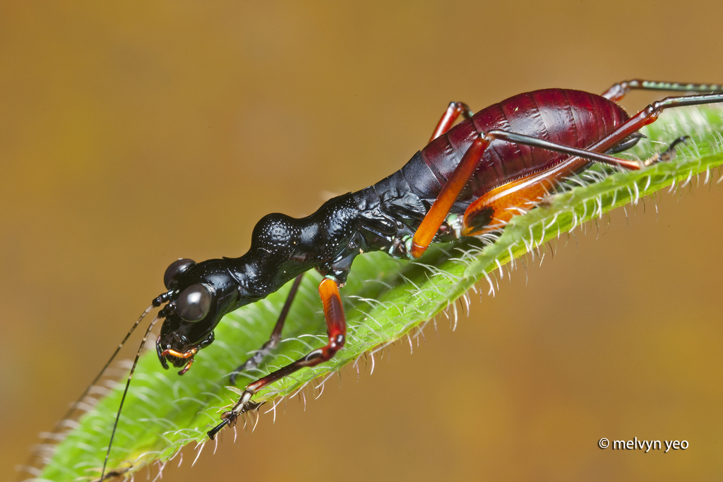 Leptoderes