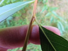 Salix lasiandra caudata