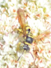 Eucerceris provancheri