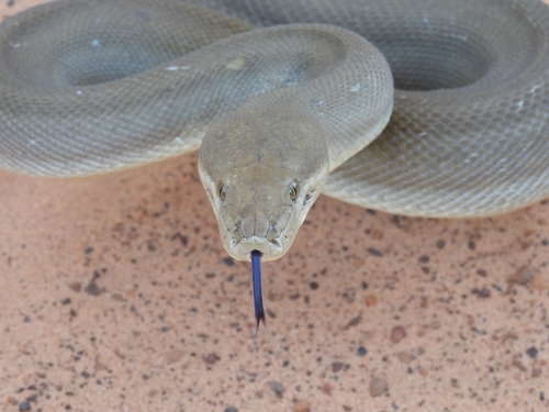 Olive Python sighting