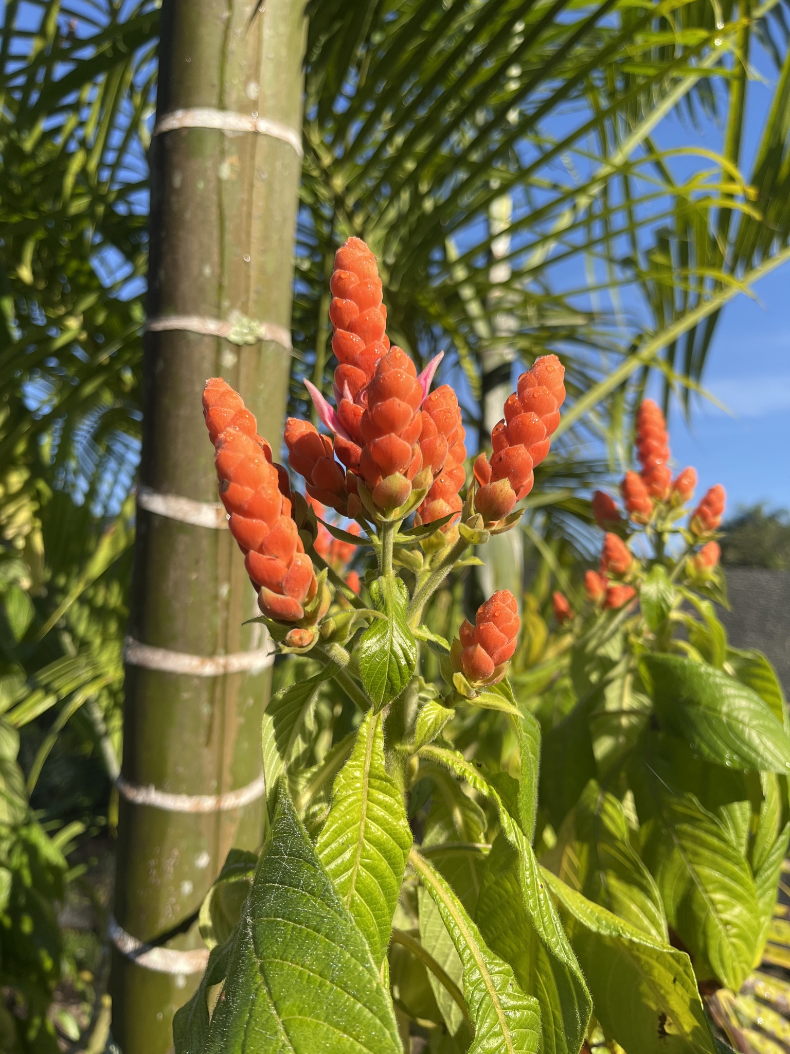 Aphelandra sinclairiana
